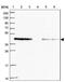 WW Domain Containing Oxidoreductase antibody, NBP2-47579, Novus Biologicals, Western Blot image 