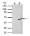 Flotillin 2 antibody, NBP2-16507, Novus Biologicals, Western Blot image 