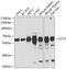 Chaperonin Containing TCP1 Subunit 5 antibody, 22-305, ProSci, Western Blot image 