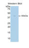 Cholecystokinin antibody, LS-C293312, Lifespan Biosciences, Western Blot image 