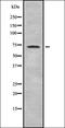 Protection Of Telomeres 1 antibody, orb337263, Biorbyt, Western Blot image 