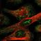 Myelin Oligodendrocyte Glycoprotein antibody, NBP1-87458, Novus Biologicals, Immunofluorescence image 