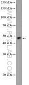 Zinc Finger Protein 232 antibody, 21467-1-AP, Proteintech Group, Western Blot image 