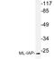 Baculoviral IAP Repeat Containing 7 antibody, LS-C177594, Lifespan Biosciences, Western Blot image 