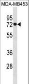 Heat Shock Protein Family A (Hsp70) Member 1 Like antibody, LS-C157819, Lifespan Biosciences, Western Blot image 