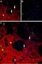 Neuropeptide Y Receptor Y1 antibody, PA5-77516, Invitrogen Antibodies, Immunohistochemistry frozen image 