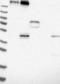 PHD Finger Protein 21A antibody, NBP1-92262, Novus Biologicals, Western Blot image 