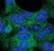 Autophagy Related 12 antibody, PA5-17217, Invitrogen Antibodies, Immunofluorescence image 