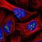 INO80 Complex Subunit C antibody, PA5-61869, Invitrogen Antibodies, Immunofluorescence image 