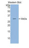 Sphingosine-1-Phosphate Lyase 1 antibody, LS-C296484, Lifespan Biosciences, Western Blot image 