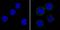 ATP Binding Cassette Subfamily B Member 1 antibody, MA5-13854, Invitrogen Antibodies, Immunofluorescence image 