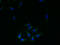 Receptor Accessory Protein 4 antibody, A60574-100, Epigentek, Immunofluorescence image 