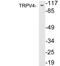 Transient Receptor Potential Cation Channel Subfamily V Member 4 antibody, LS-C200036, Lifespan Biosciences, Western Blot image 