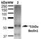 Beclin 1 antibody, 23009, QED Bioscience, Western Blot image 