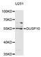 Dual Specificity Phosphatase 10 antibody, STJ111398, St John