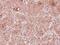 Tropomodulin 2 antibody, PA5-31538, Invitrogen Antibodies, Immunohistochemistry frozen image 