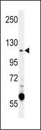 Calcium Voltage-Gated Channel Auxiliary Subunit Alpha2delta 4 antibody, PA5-25612, Invitrogen Antibodies, Western Blot image 