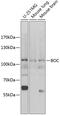 BOC Cell Adhesion Associated, Oncogene Regulated antibody, 14-993, ProSci, Western Blot image 