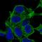 Synaptopodin 2 antibody, HPA049707, Atlas Antibodies, Immunofluorescence image 