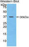 Sirtuin 6 antibody, LS-C296452, Lifespan Biosciences, Western Blot image 