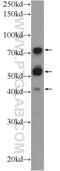 Translin Associated Factor X Interacting Protein 1 antibody, 17730-1-AP, Proteintech Group, Western Blot image 