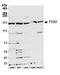 Tetratricopeptide repeat protein 37 antibody, A305-857A-M, Bethyl Labs, Western Blot image 