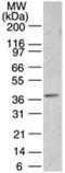 PNMA Family Member 2 antibody, GTX13705, GeneTex, Western Blot image 