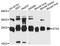 Syntaxin 8 antibody, A10050, ABclonal Technology, Western Blot image 