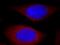 PIH1 Domain Containing 1 antibody, 19427-1-AP, Proteintech Group, Immunofluorescence image 