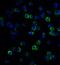 MAGE-X2 antigen antibody, 8191, ProSci, Immunofluorescence image 