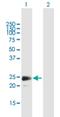 Fibroblast growth factor 18 antibody, H00008817-B01P, Novus Biologicals, Western Blot image 