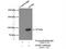 G Elongation Factor Mitochondrial 2 antibody, 16941-1-AP, Proteintech Group, Immunoprecipitation image 