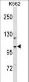 Coiled-Coil And C2 Domain Containing 1A antibody, LS-C168374, Lifespan Biosciences, Western Blot image 