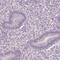 Heat Shock Transcription Factor 5 antibody, PA5-64126, Invitrogen Antibodies, Immunohistochemistry paraffin image 