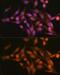 Nas7 antibody, GTX33438, GeneTex, Immunocytochemistry image 