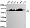 PBC antibody, LS-C178284, Lifespan Biosciences, Western Blot image 
