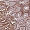 TOPAZ1 antibody, PA5-61516, Invitrogen Antibodies, Immunohistochemistry frozen image 