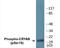 Crystallin Alpha B antibody, EKC2245, Boster Biological Technology, Western Blot image 