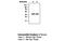 Retinaldehyde-binding protein 1 antibody, MBS833973, MyBioSource, Western Blot image 