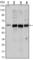 Akt antibody, abx011913, Abbexa, Western Blot image 