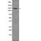 PAS Domain Containing Serine/Threonine Kinase antibody, abx217647, Abbexa, Western Blot image 