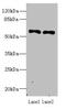 Interferon Related Developmental Regulator 2 antibody, orb355275, Biorbyt, Western Blot image 