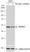 RuvB Like AAA ATPase 1 antibody, NBP2-20245, Novus Biologicals, Western Blot image 