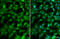 RAD54 Like antibody, GTX70306, GeneTex, Immunofluorescence image 