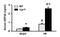 Heat Shock Protein Family B (Small) Member 6 antibody, MBS531283, MyBioSource, Enzyme Linked Immunosorbent Assay image 