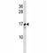 Trafficking Protein Particle Complex 2 antibody, F40039-0.4ML, NSJ Bioreagents, Western Blot image 