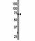 Autophagy Related 7 antibody, F46228-0.4ML, NSJ Bioreagents, Western Blot image 