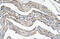 Isocitrate Dehydrogenase (NAD(+)) 3 Alpha antibody, ARP42237_T100, Aviva Systems Biology, Immunohistochemistry frozen image 