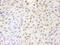 Poly(ADP-Ribose) Polymerase Family Member 10 antibody, IHC-00380, Bethyl Labs, Immunohistochemistry frozen image 