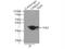 GTPase, IMAP Family Member 7 antibody, 17293-1-AP, Proteintech Group, Immunoprecipitation image 